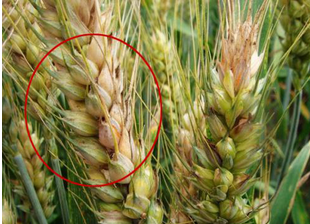 食品中真菌毒素的檢測方法有哪些？